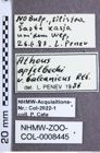 Etikette zu Athous (Orthathous) balcanicus (Reitter, 1905) (NHMW-ZOO-COL-0008445)